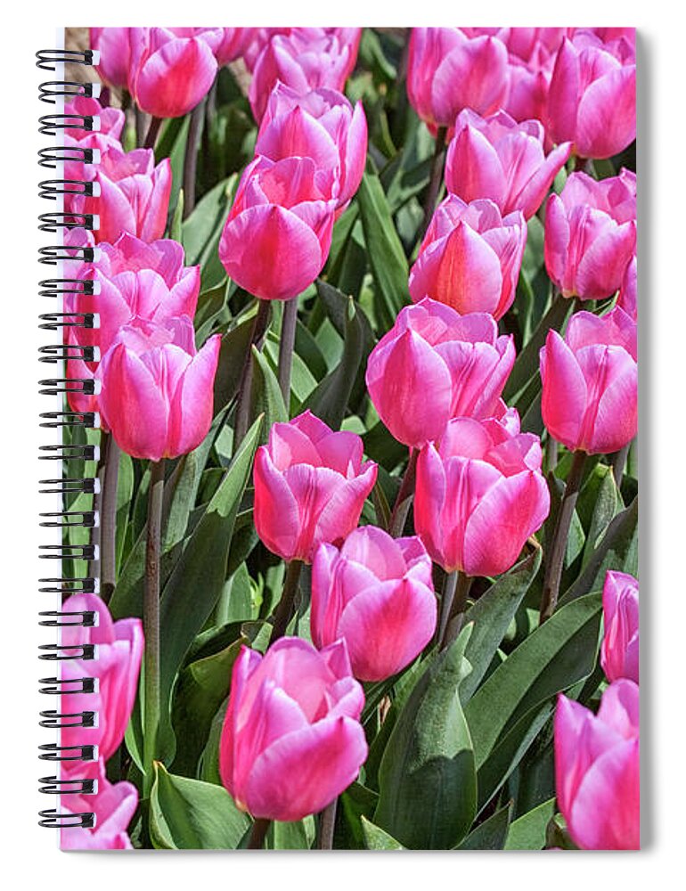 Tulips Spiral Notebook featuring the photograph Tulips in pink color by Patricia Hofmeester