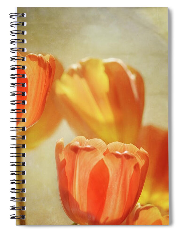 Tulipsl Spiral Notebook featuring the photograph Tulips In Window Light 2 by Sue Capuano