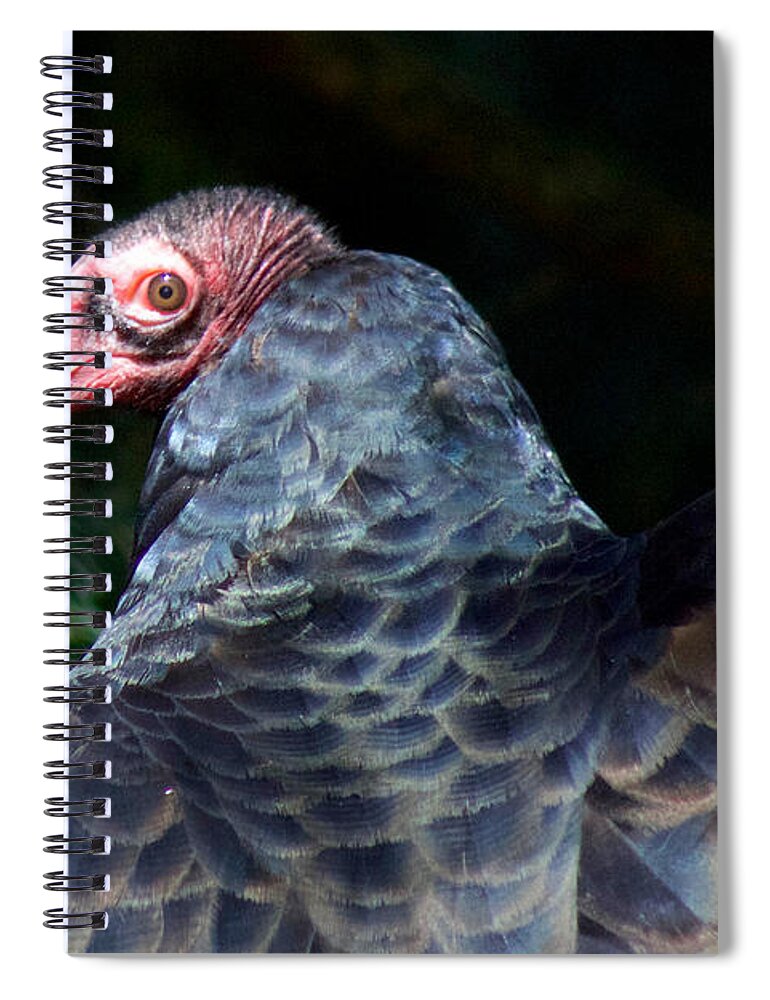 Photography Spiral Notebook featuring the photograph Turkey Vulture by Sean Griffin