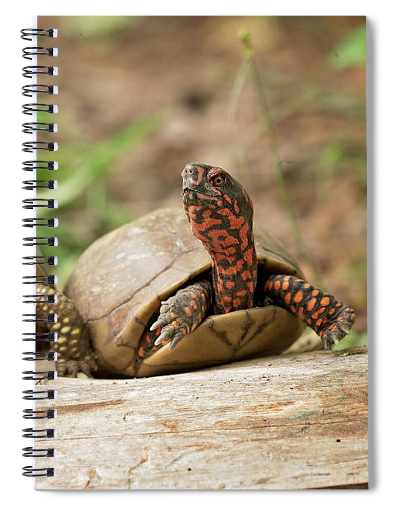 Turtles Spiral Notebook featuring the photograph Turtle Friends by Eilish Palmer