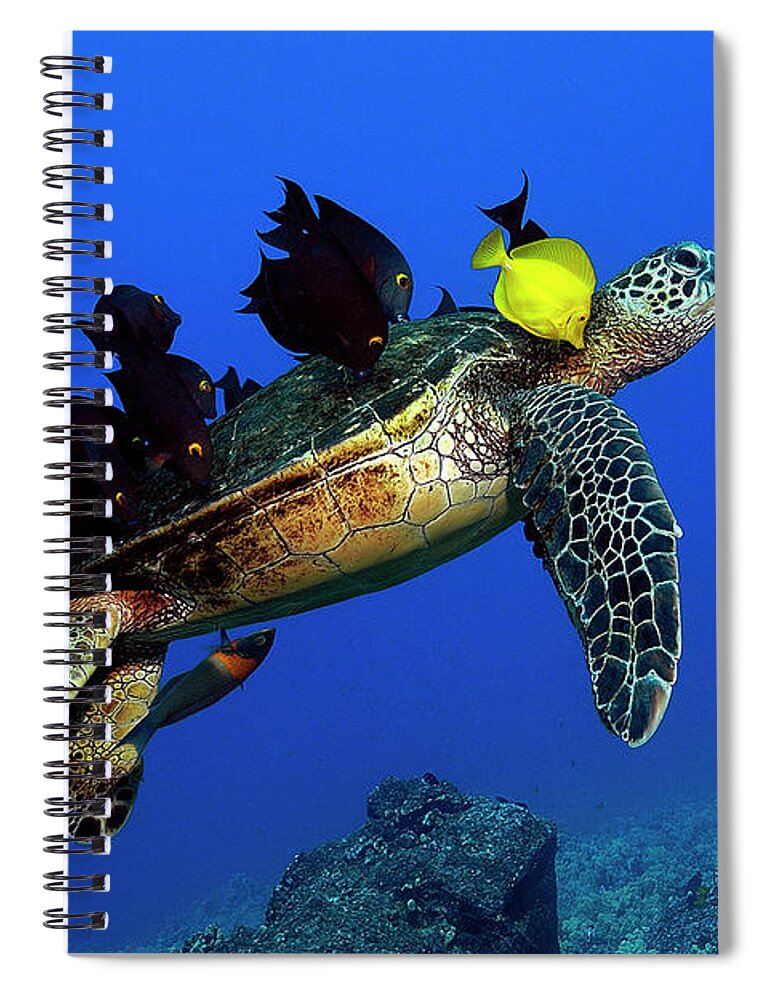 Hawaii Spiral Notebook featuring the photograph Turtle grooming by Artesub