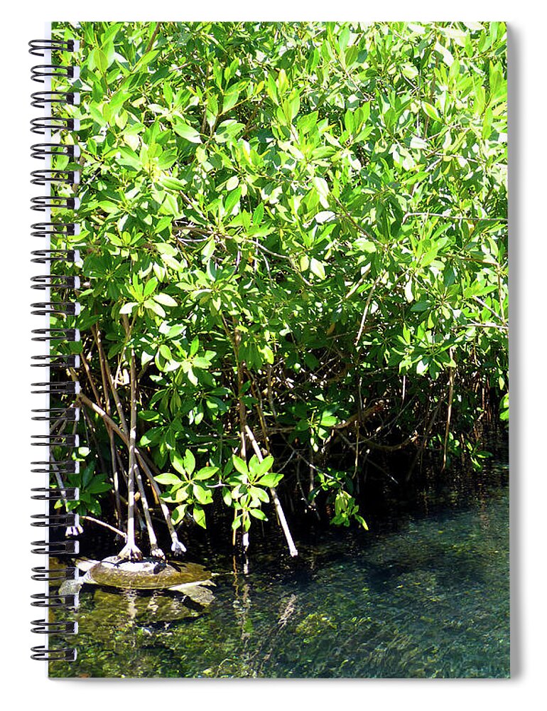 Turtle Spiral Notebook featuring the photograph Turtle swim by Francesca Mackenney