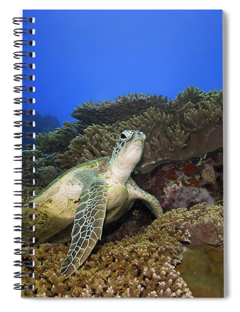 Turtle Spiral Notebook featuring the photograph Turtle underwater by MotHaiBaPhoto Prints