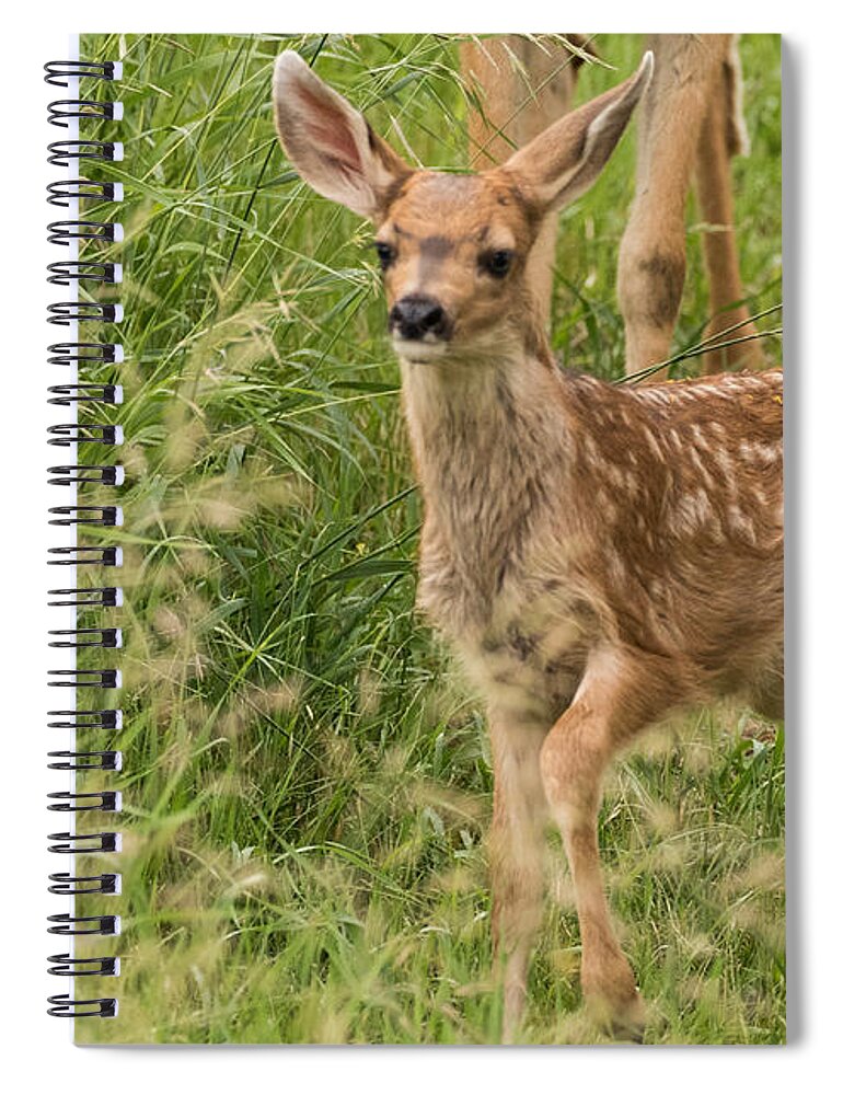 Mule Deer Fawn Spiral Notebook featuring the photograph Twilight Fawn #3 by Mindy Musick King