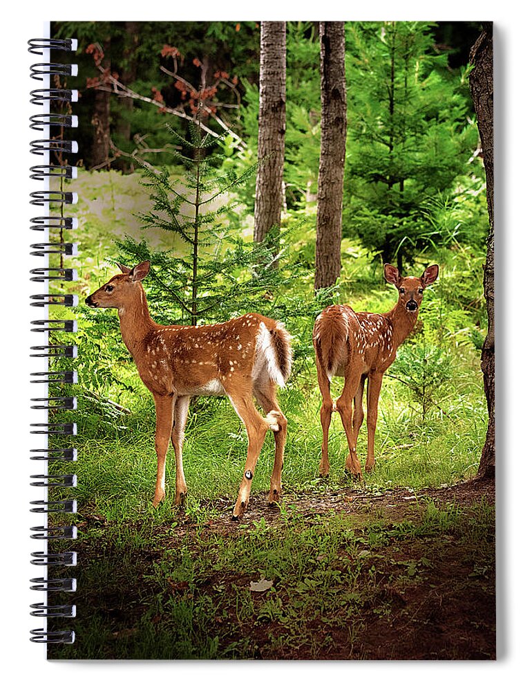 Whitetail Deer Spiral Notebook featuring the photograph Twin Fawns Print by Gwen Gibson
