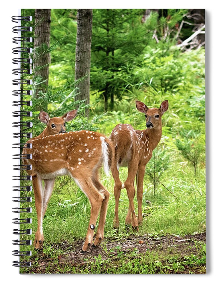 Twin Fawn Print Spiral Notebook featuring the photograph Twin Fawns Whitetail Deer Print by Gwen Gibson
