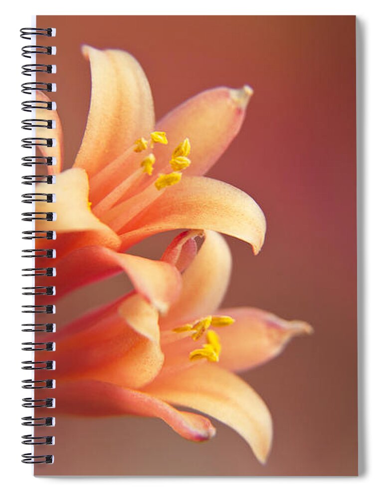 Wall Art Spiral Notebook featuring the photograph Twin Yucca Flowers by Kelly Holm