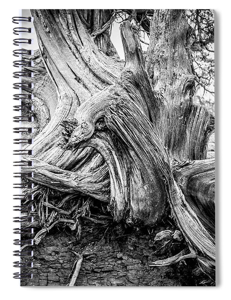 Wisdom Spiral Notebook featuring the photograph Twisted by Marilyn Hunt