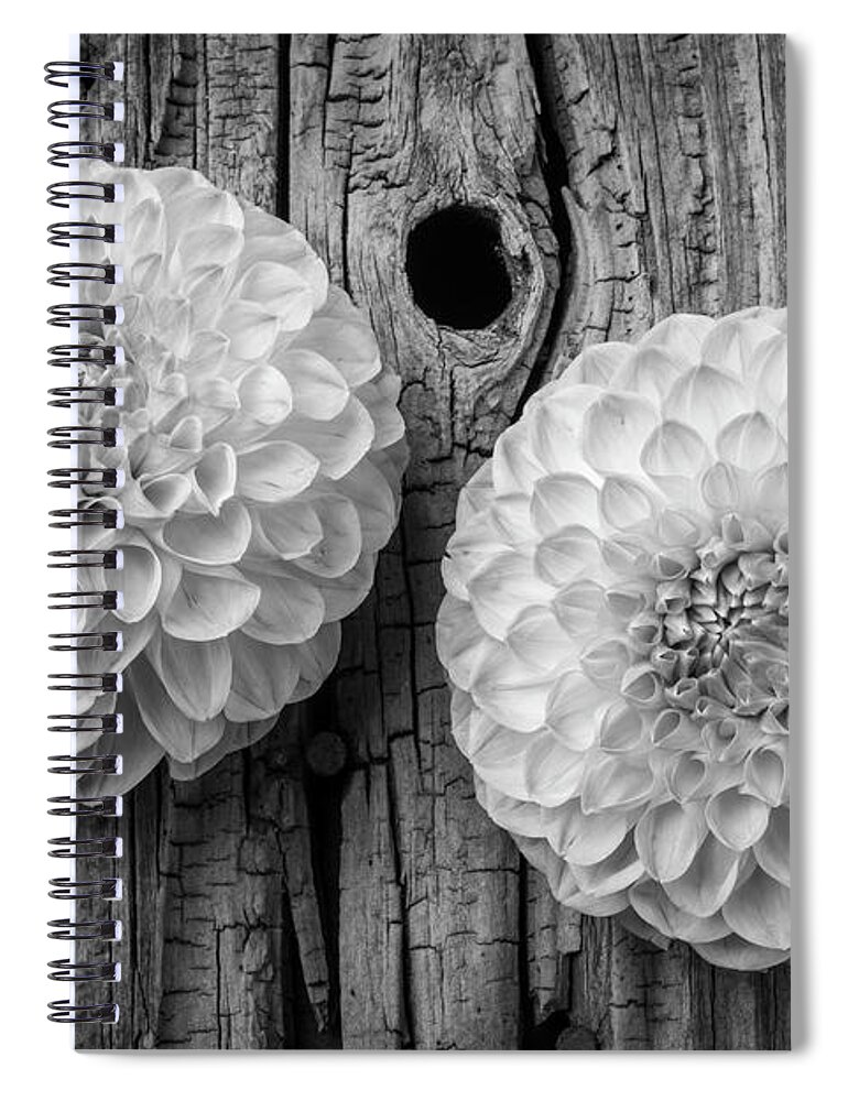 Large Spiral Notebook featuring the photograph Two Black And Whte Dahlias by Garry Gay