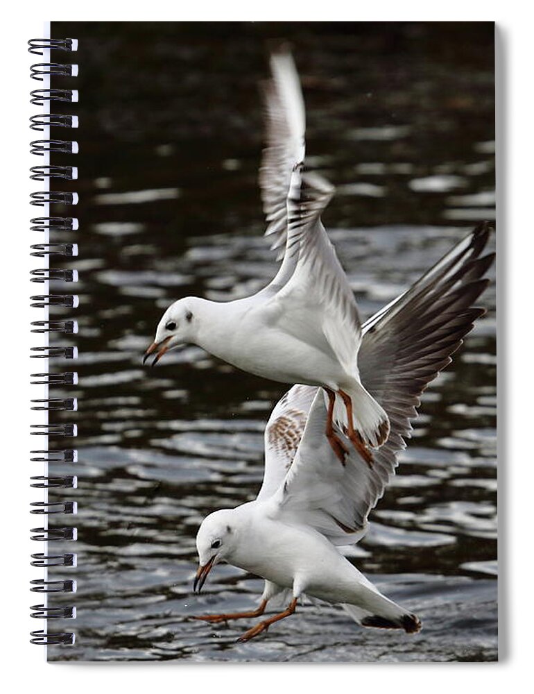 Birds Spiral Notebook featuring the photograph Two Black Headed Gulls by Jeff Townsend