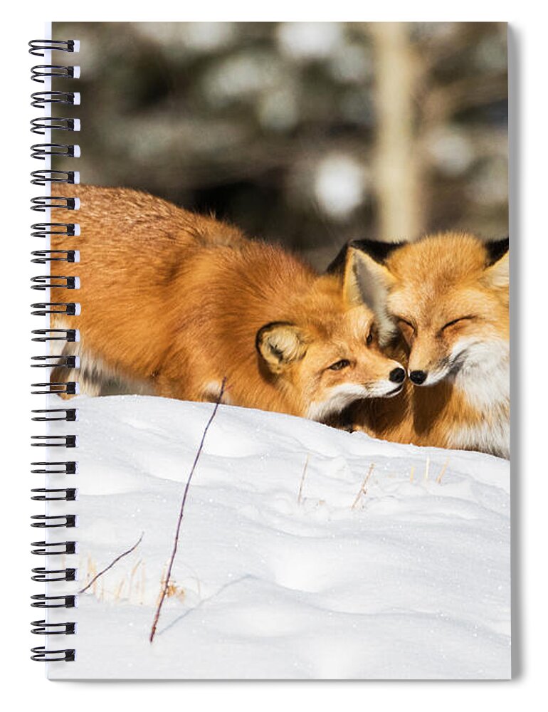 Red Fox Spiral Notebook featuring the photograph Two Fox in Winter by Mindy Musick King