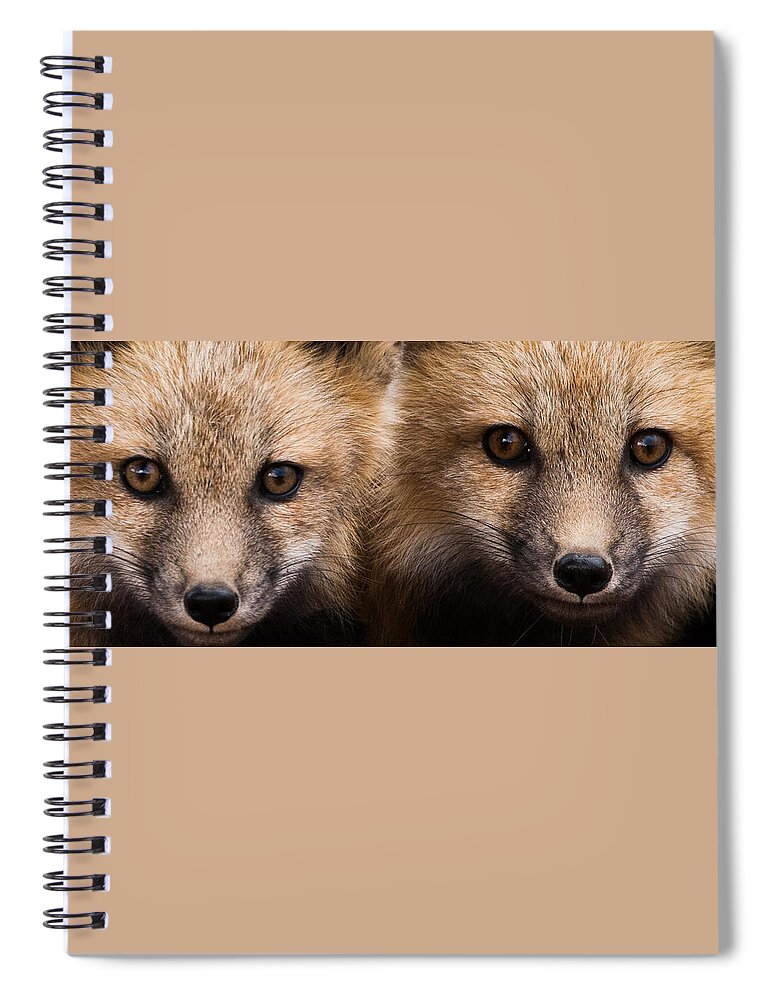 Red Fox Spiral Notebook featuring the photograph Two Fox Kits by Mindy Musick King