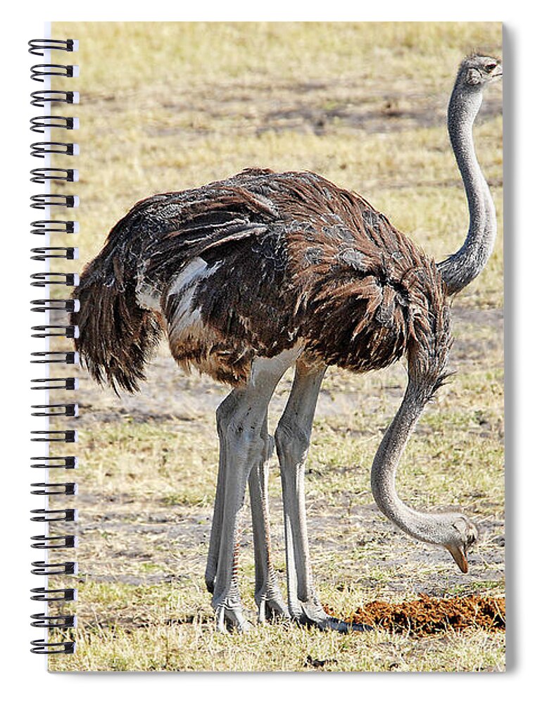 Ostrich Spiral Notebook featuring the photograph Two-Headed Ostrich by Ted Keller