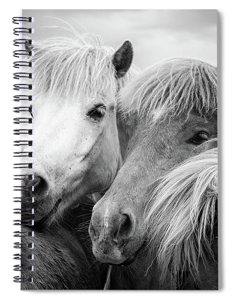 Horses Spiral Notebook featuring the photograph Two icelandic horses black and white by Matthias Hauser