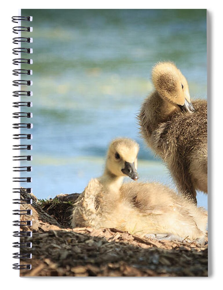 Goose Spiral Notebook featuring the photograph Two little goslings by Joni Eskridge