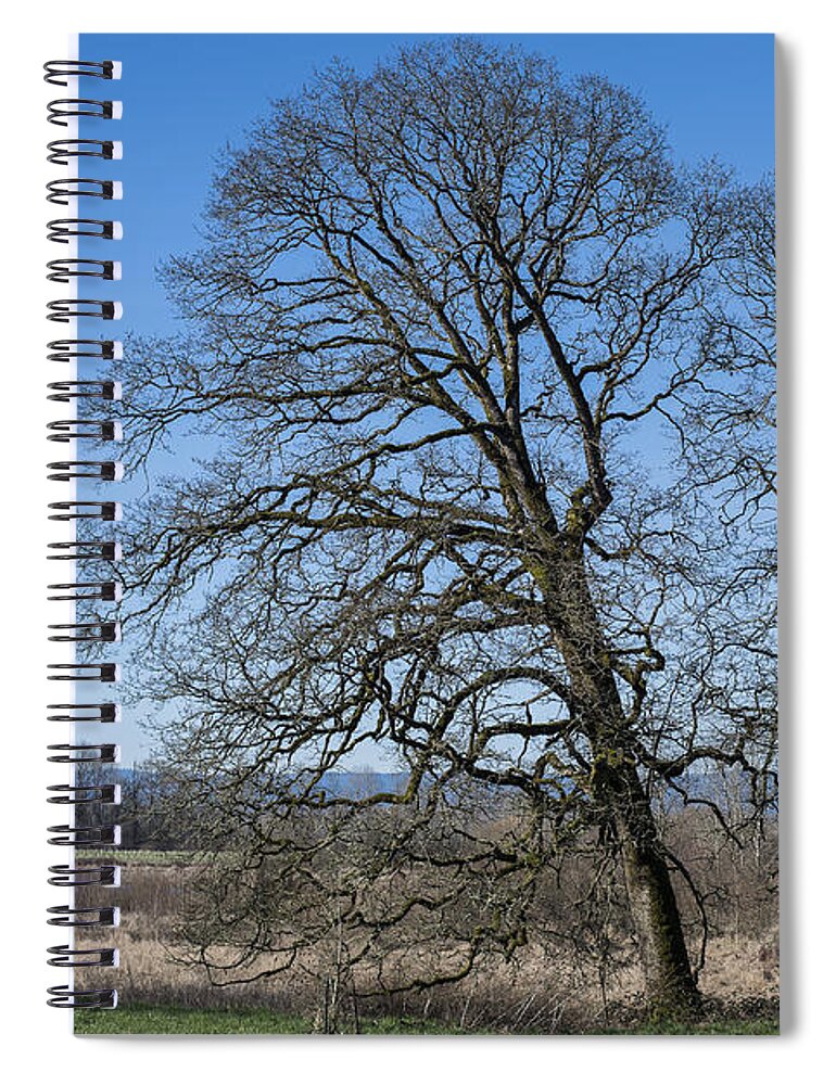 Landscape Spiral Notebook featuring the photograph Two Oaks by Robert Potts