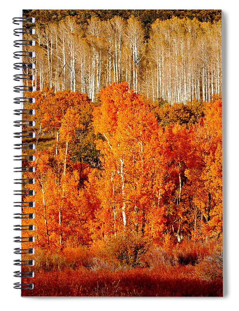 Zion Spiral Notebook featuring the photograph Two Rows of Aspen by Marcia Socolik