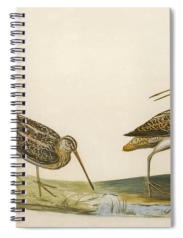 Peter Paillou Spiral Notebook featuring the drawing Two Snipe by Peter Paillou