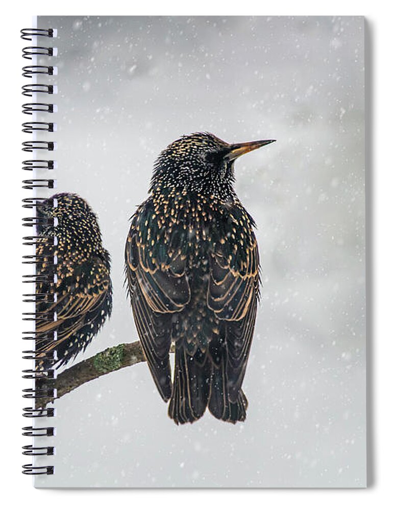 Birds Spiral Notebook featuring the photograph Two Starlings by Cathy Kovarik