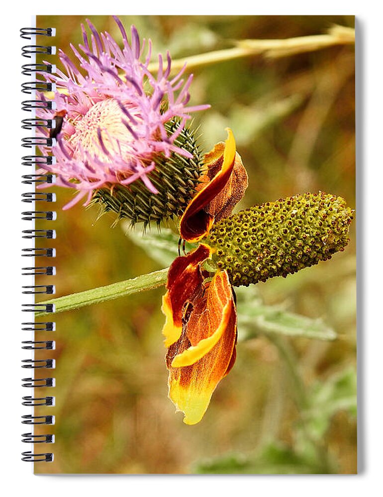 Wildflowers Spiral Notebook featuring the photograph Two Wild Wallflowers by Ella Kaye Dickey