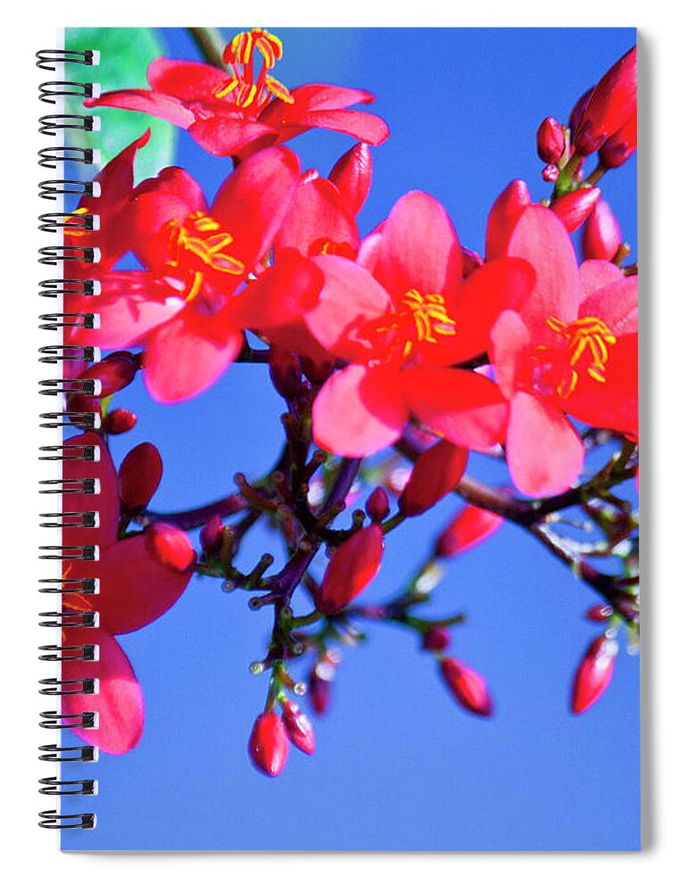 Flower Spiral Notebook featuring the photograph Typical Florida Day by Donna Walsh
