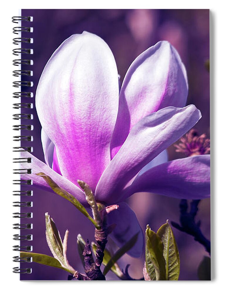 Ultra Violet Magnolia Spiral Notebook featuring the photograph Ultra Violet Magnolia by Silva Wischeropp