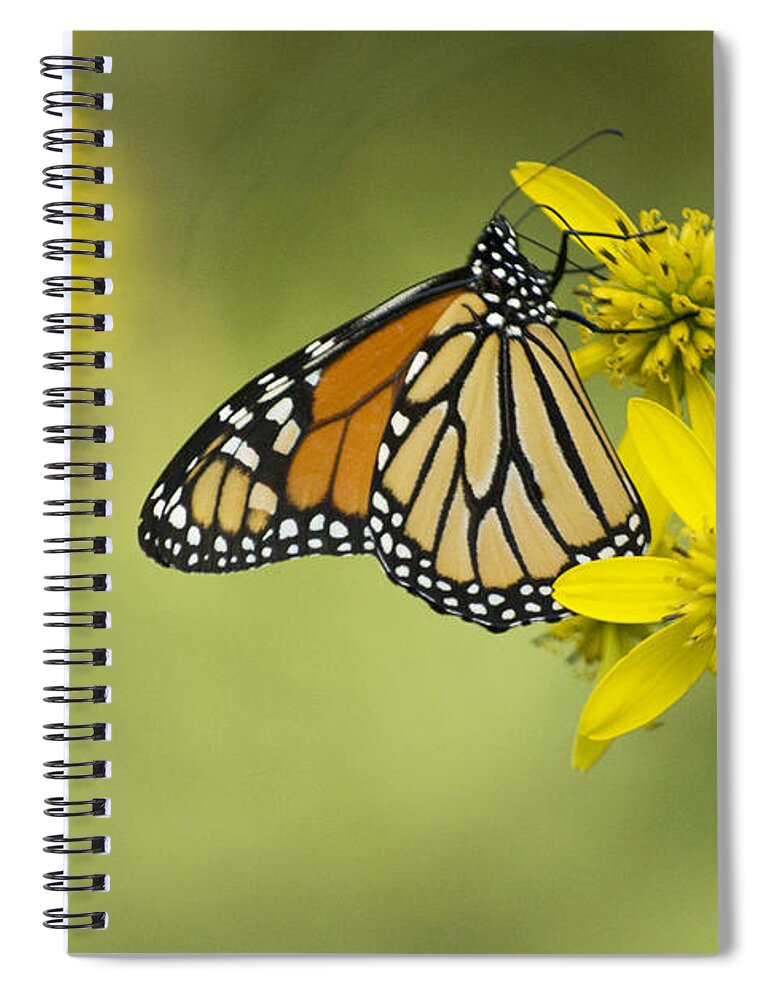 Wildflower Spiral Notebook featuring the photograph Unattached Purity by Elsa Santoro