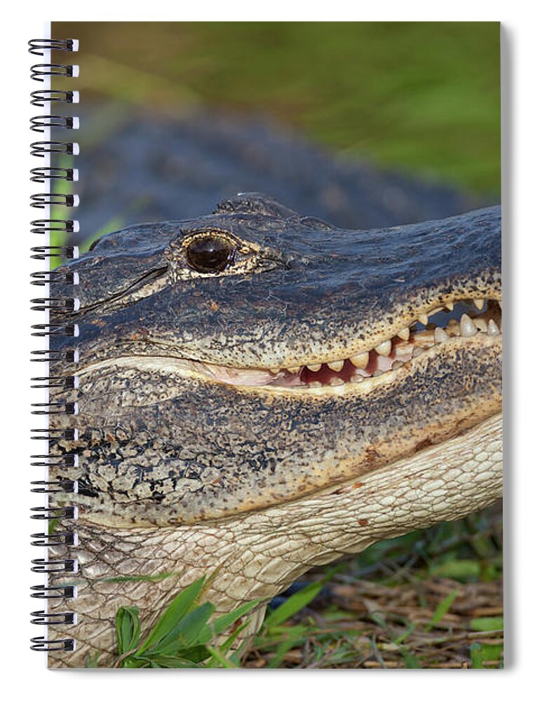 American Spiral Notebook featuring the photograph Unfriendly Teeth by David Watkins