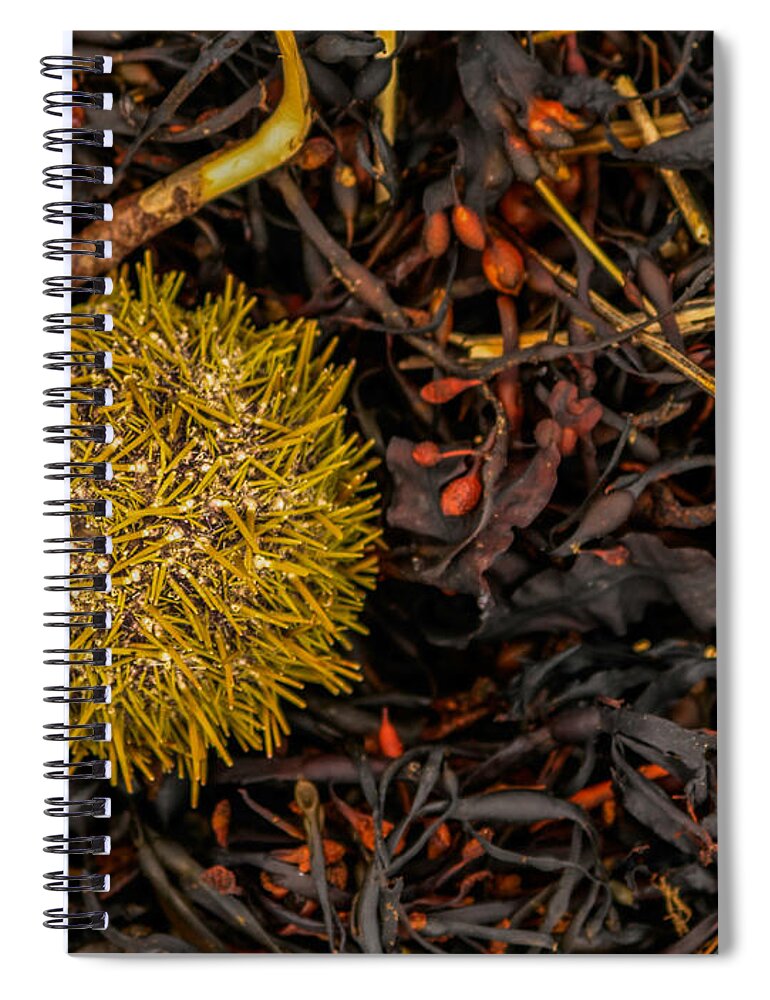 Sea Urchin Spiral Notebook featuring the photograph Uni by Holly Ross