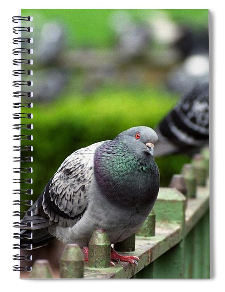 Pigeon Spiral Notebook featuring the photograph Union Square Pigeons by James B Toy