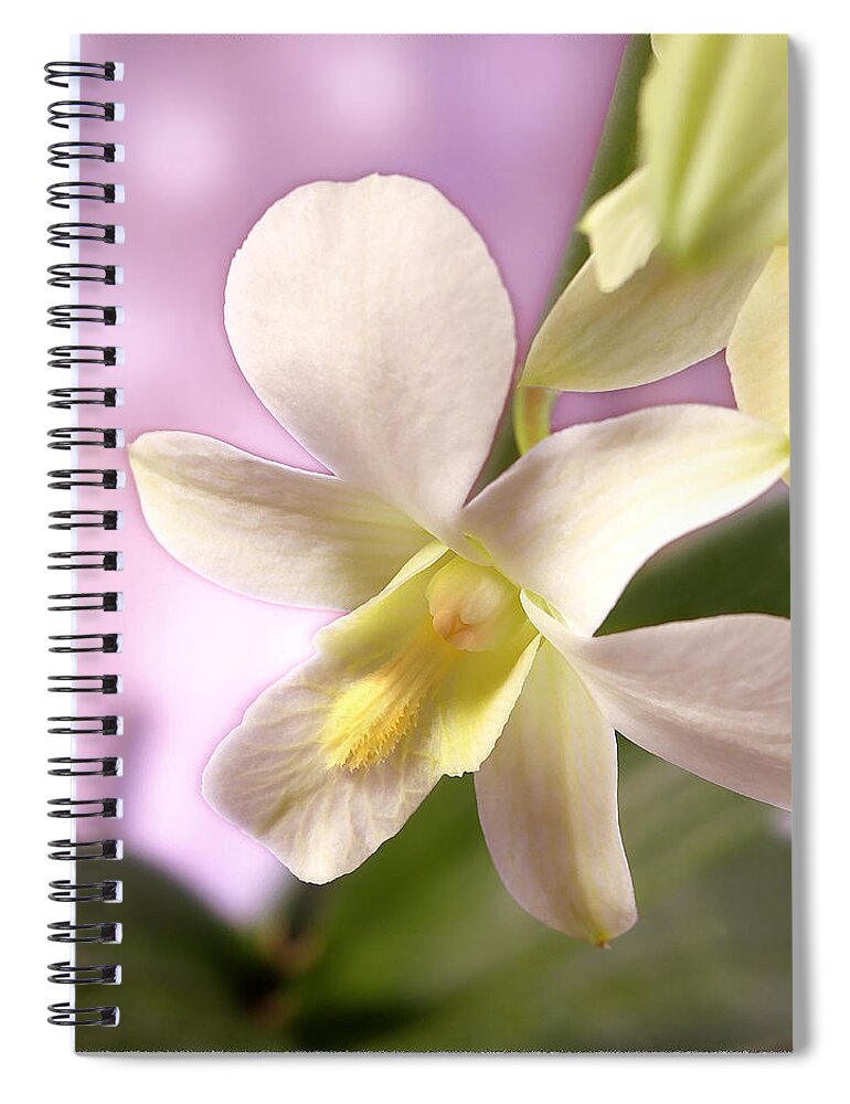 White Flower Spiral Notebook featuring the photograph Unique White Orchid by Mike McGlothlen