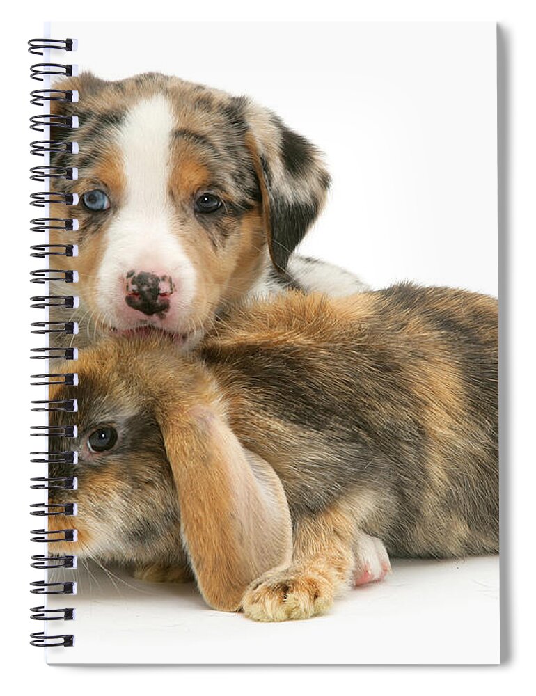 Merle Border Collie Spiral Notebook featuring the photograph Unusual Combo by Warren Photographic