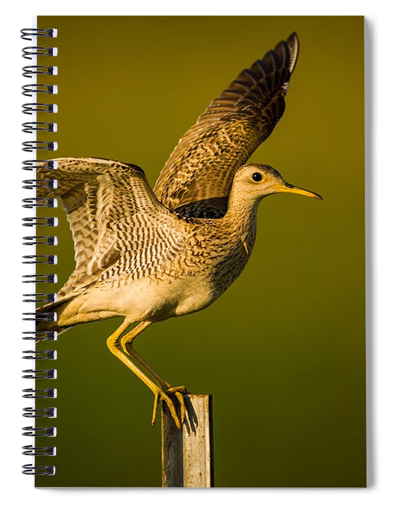 Wildlife Spiral Notebook featuring the photograph Upland Sandpiper on Steel Post by Jeff Phillippi