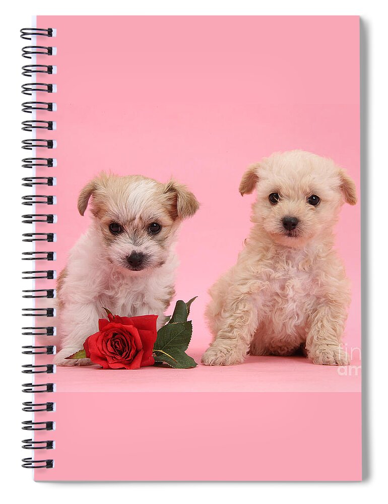 Bichon Frisé Spiral Notebook featuring the photograph Valentine Yochon Pups by Warren Photographic