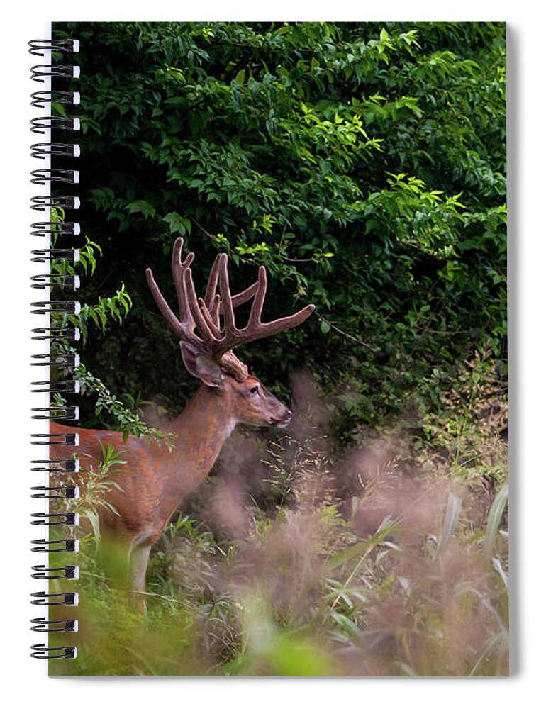 Whitetail Spiral Notebook featuring the photograph Velvet Crown by Jeff Phillippi