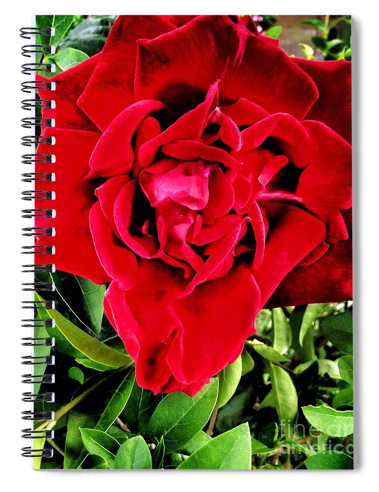Red Rose Spiral Notebook featuring the photograph Velvet Red Rose by Joan-Violet Stretch