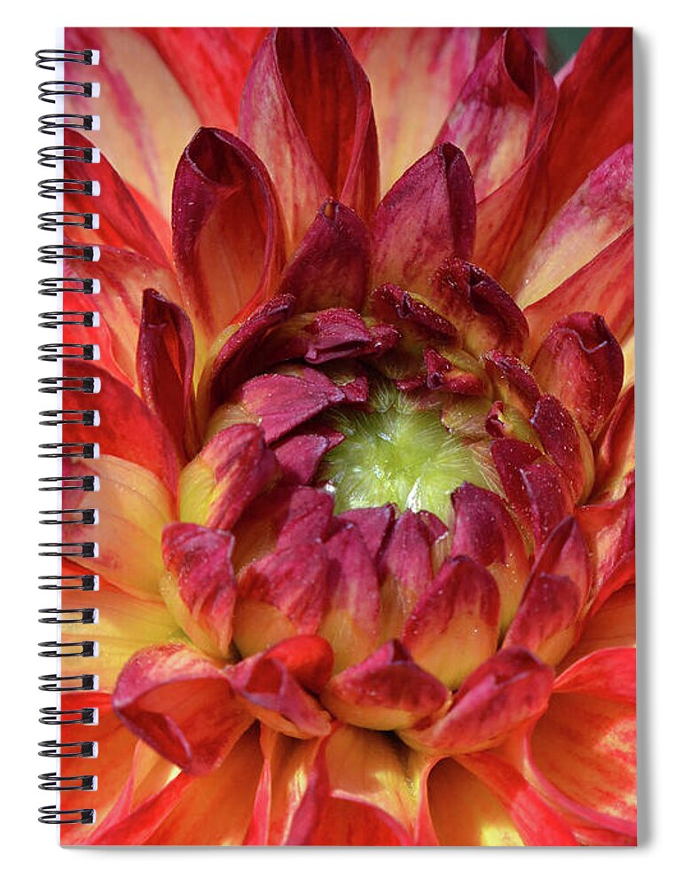 Dahlia Spiral Notebook featuring the photograph Variegated Dahlia Beauty by Debby Pueschel