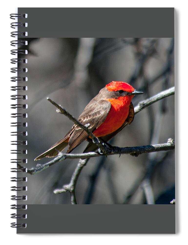 Arizona Spiral Notebook featuring the photograph Vermilion Flycatcher by Dan McManus
