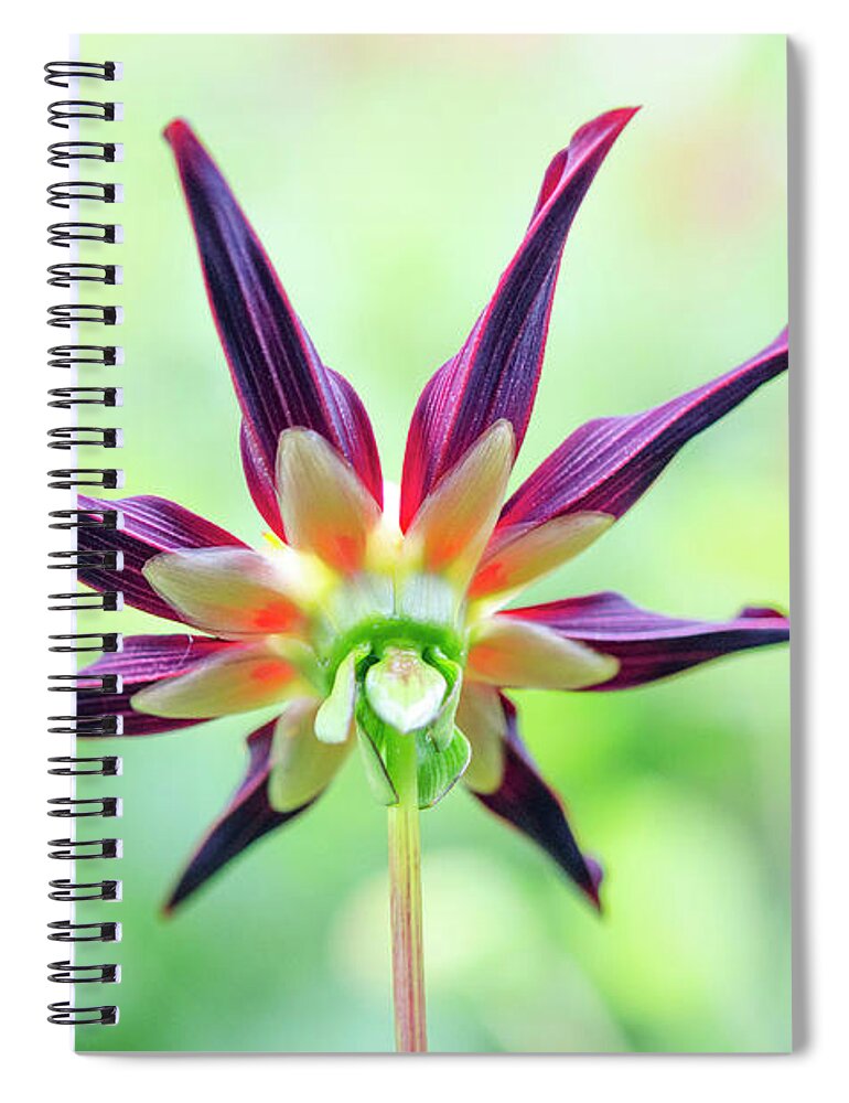Veronnes Spiral Notebook featuring the photograph Veronnes Obsidian Backside by Kathy Paynter