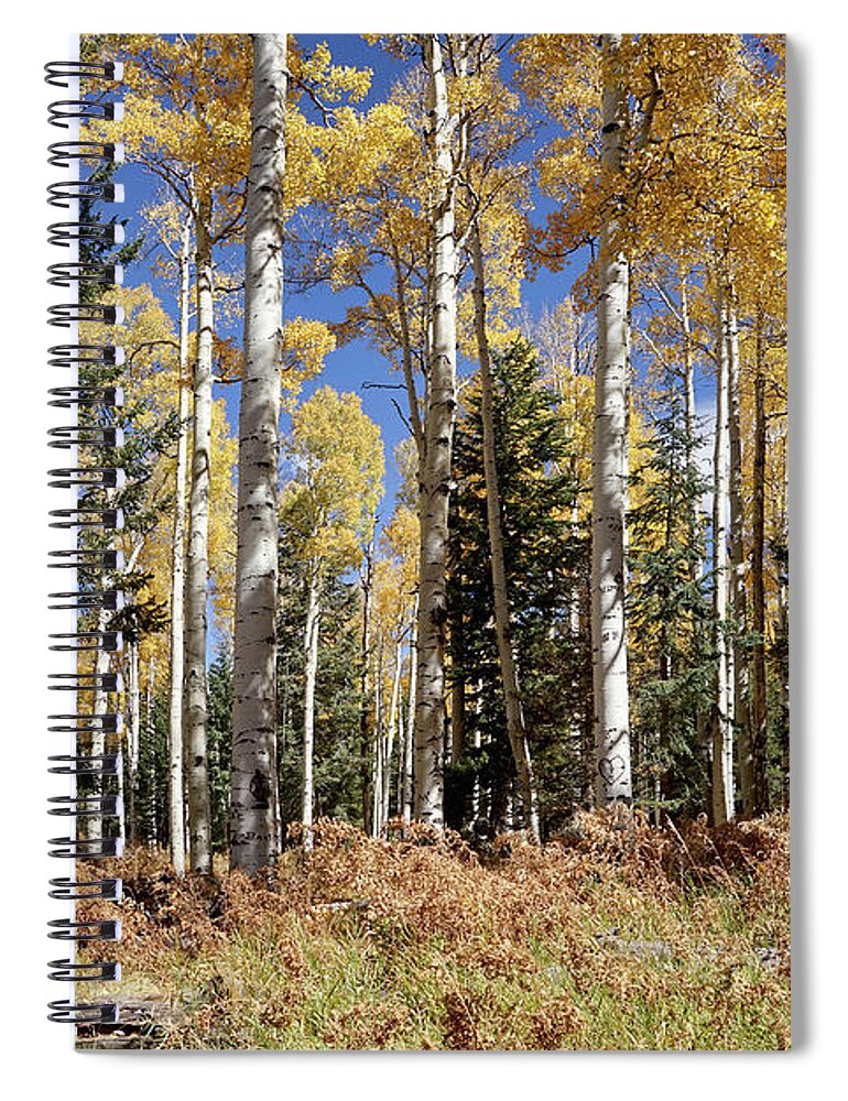 Aspen Trees Spiral Notebook featuring the photograph Vibrancy of Autumn IV by Leda Robertson