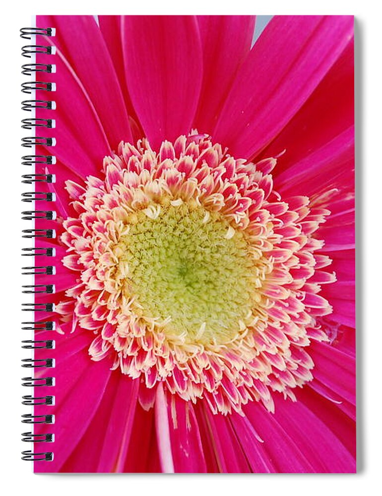 Flower Spiral Notebook featuring the photograph Vibrant Pink Gerber Daisy by Amy Fose