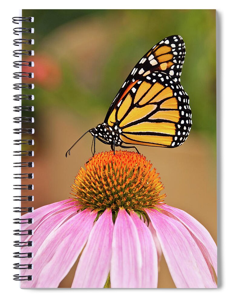 Animal Spiral Notebook featuring the photograph Monarch Butterfly on a Purple Coneflower by Jeff Goulden