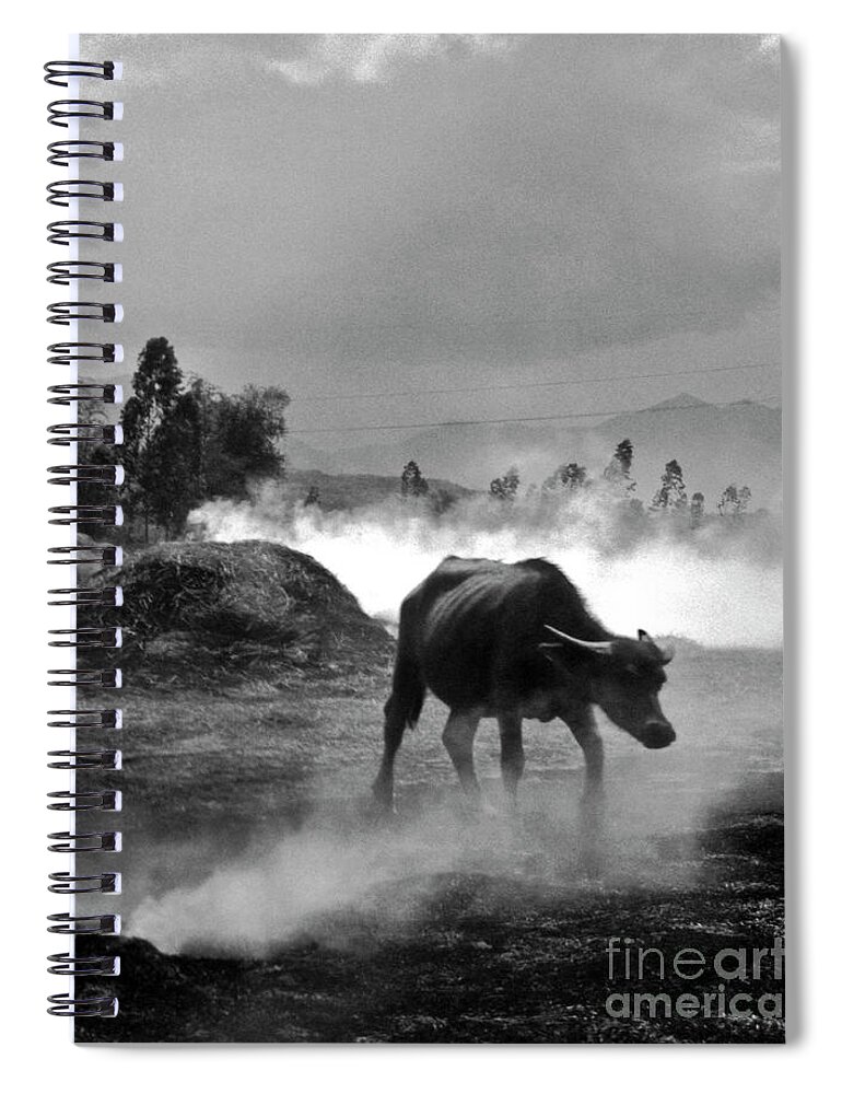 Vietnamese Water Buffalo Spiral Notebook featuring the photograph Vietnamese Water Buffalo by Silva Wischeropp