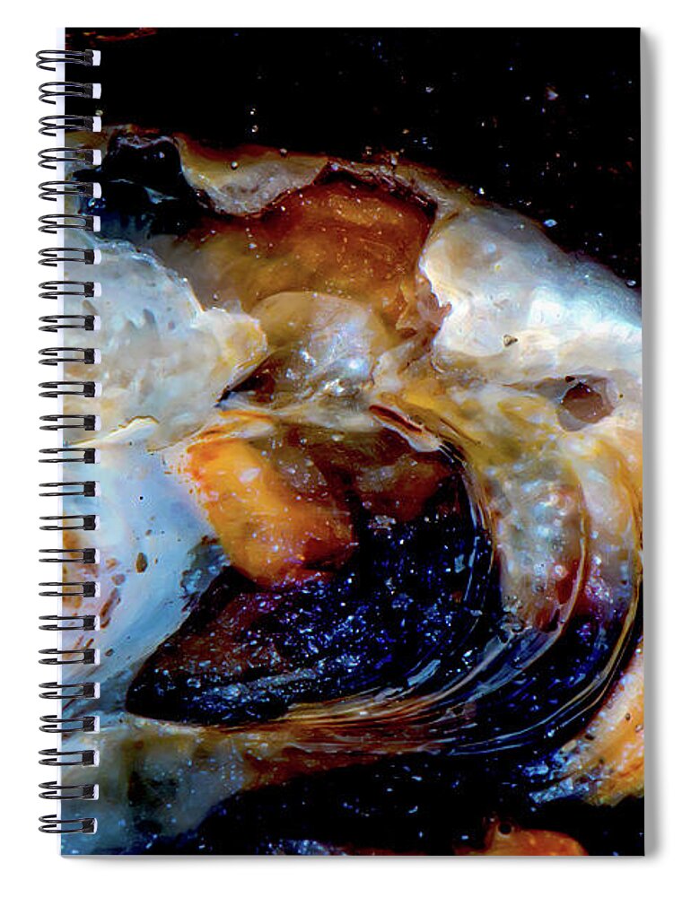 Sea Shell Spiral Notebook featuring the photograph Vilano Sea Shell Constellation by Gina O'Brien