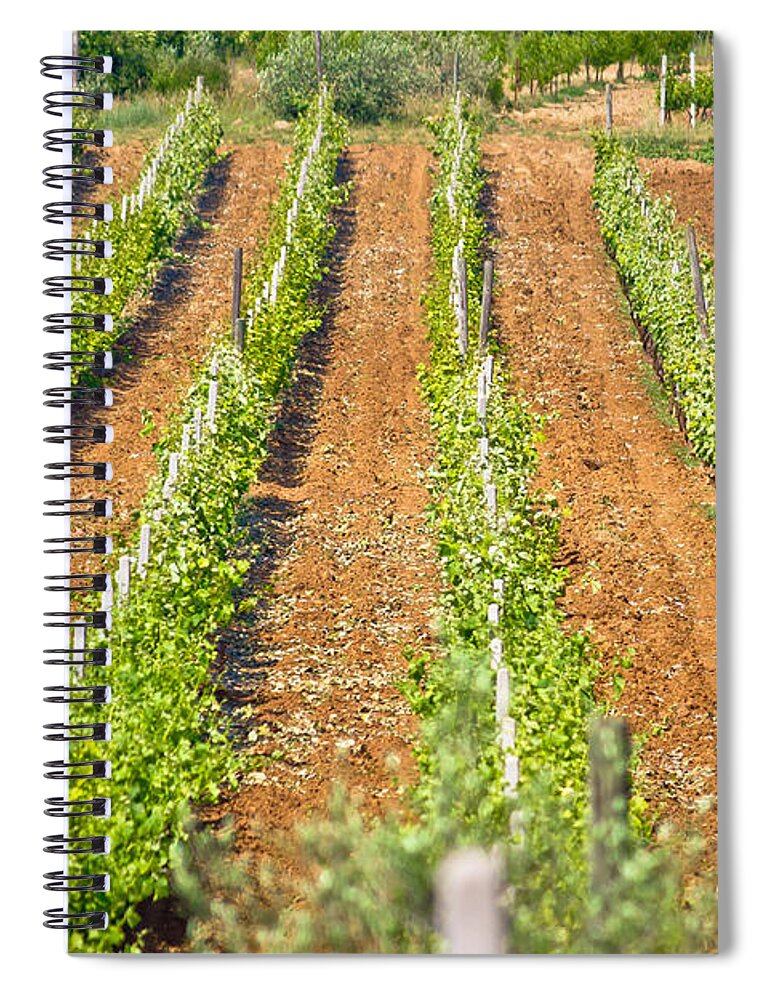 Green Spiral Notebook featuring the photograph Vineyard on red dirt view by Brch Photography