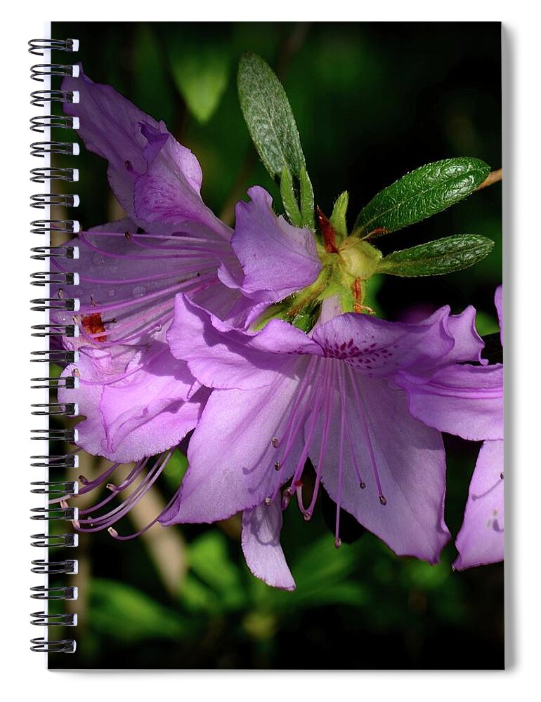 Azaleas Spiral Notebook featuring the photograph Violet Azaleas by Angie Tirado