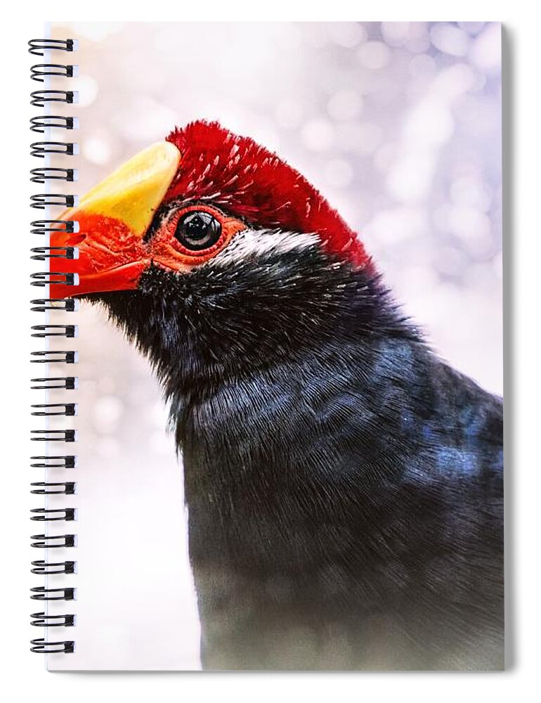 Violet Turaco Spiral Notebook featuring the photograph Violet Turaco by Jaroslav Buna