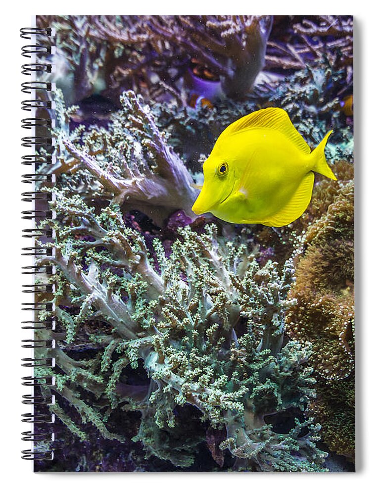 Fish Spiral Notebook featuring the photograph Vivid Fish by Joann Long