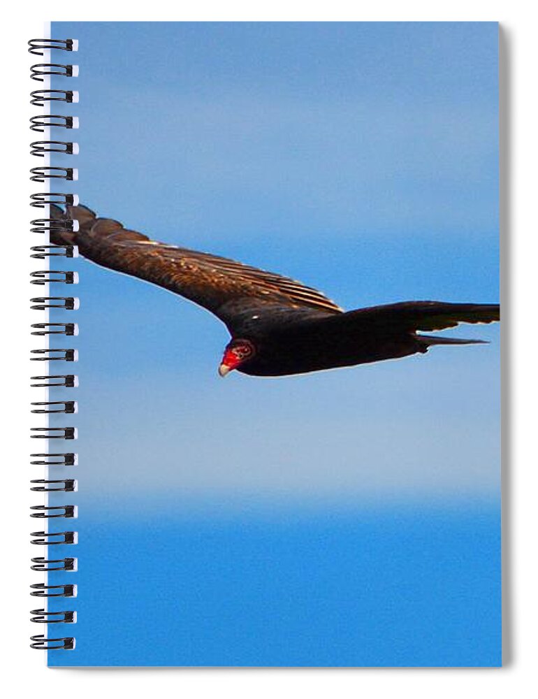 Wild Birds Spiral Notebook featuring the photograph Vulture by Dani McEvoy