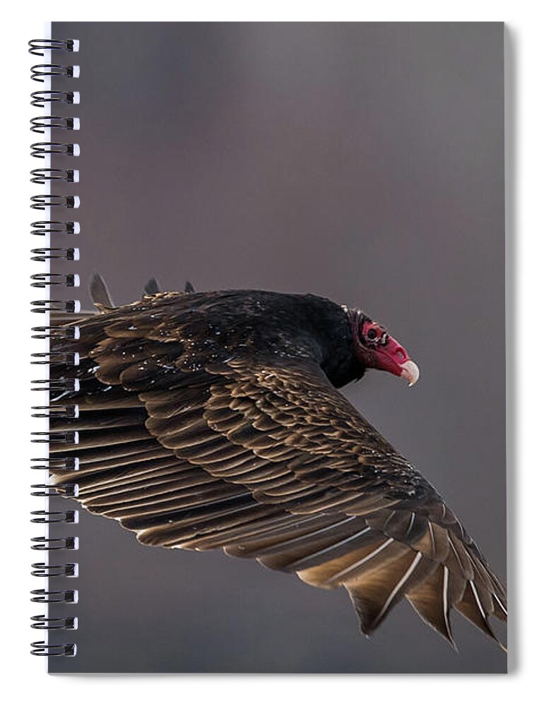 Vulture Spiral Notebook featuring the photograph Vulture by Paul Freidlund